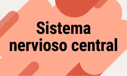 Sistema nervioso central