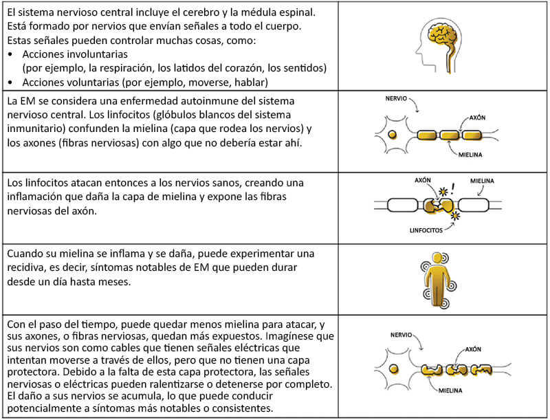Grafico Que sucede en el cuerpo con esclerosis multiple